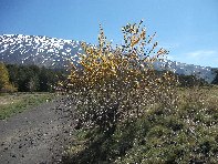 fugio della Galvarina-20100509 057